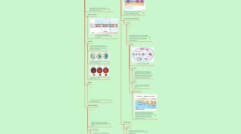 Mind Map: Tipos de transporte de celular