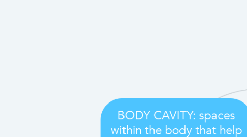 Mind Map: BODY CAVITY: spaces within the body that help protect, separate and support internal organs