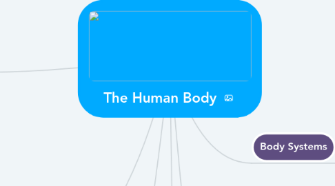 Mind Map: The Human Body