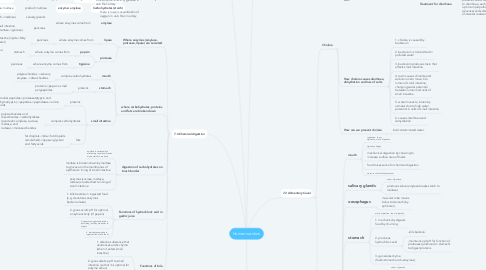 Mind Map: Human nutrition