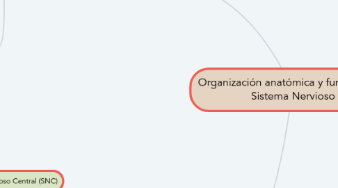 Mind Map: Organización anatómica y funcional del Sistema Nervioso