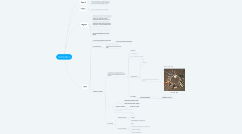 Mind Map: Desbravadores