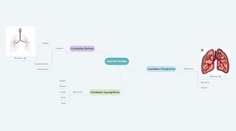 Mind Map: Aparato Fonador