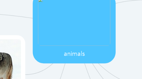 Mind Map: animals