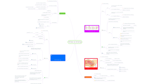 Mind Map: De fasen van de baring