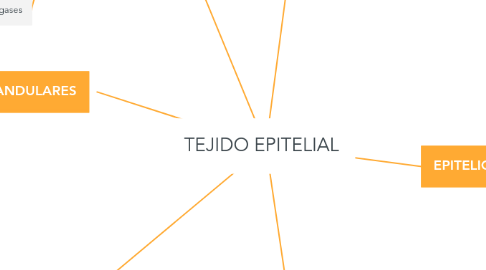 Mind Map: TEJIDO EPITELIAL