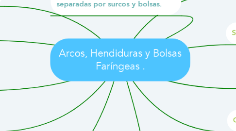 Mind Map: Arcos, Hendiduras y Bolsas Faríngeas .
