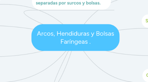 Mind Map: Arcos, Hendiduras y Bolsas Faríngeas .