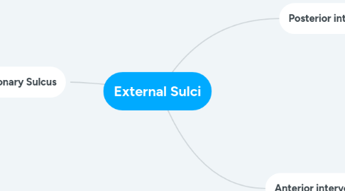 Mind Map: External Sulci