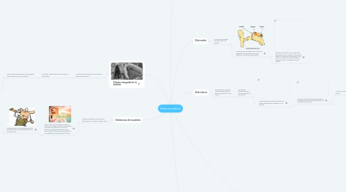 Mind Map: Sistema auditivo