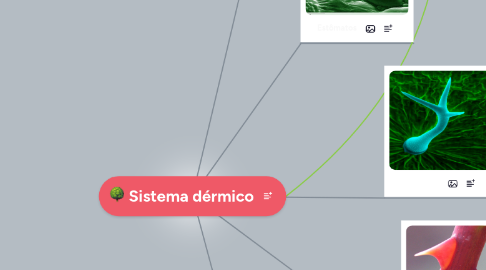 Mind Map: Sistema dérmico