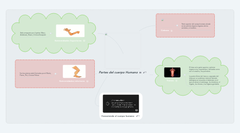 Mind Map: Partes del cuerpo Humano