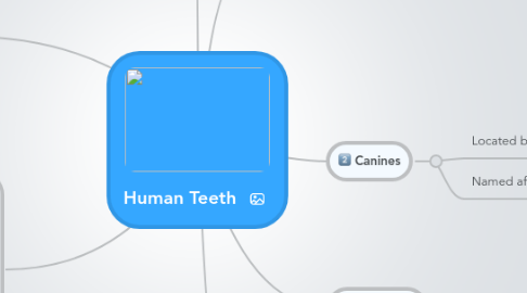 Mind Map: Human Teeth