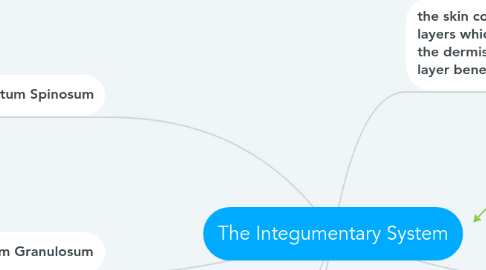 Mind Map: The Integumentary System