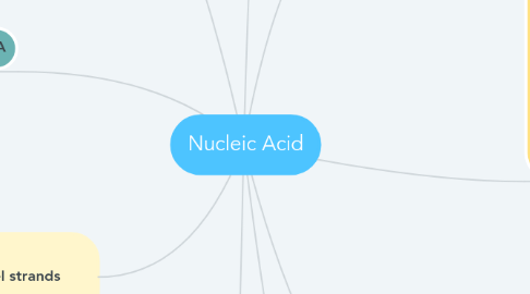 Mind Map: Nucleic Acid