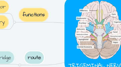 Mind Map: TRIGEMINAL NERVE