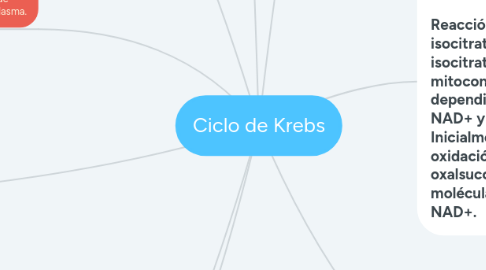 Mind Map: Ciclo de Krebs