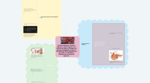 Mind Map: El Sistema Digestivo: El sistema digestivo o aparato digestivo es el conjunto de órganos encargados del proceso de la digestión, es decir, la transformación de los alimentos para que puedan ser absorbidos y utilizados por las células del organismo.