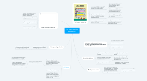 Mind Map: The kidney's role in homeostasis