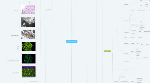 Mind Map: Kidney Pathology