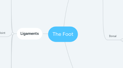 Mind Map: The Foot