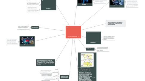 Mind Map: neurotransmisores