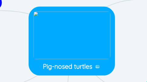 Mind Map: Pig-nosed turtles