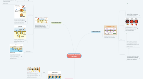 Mind Map: TIPOS DE TRANSPORTE CELULAR