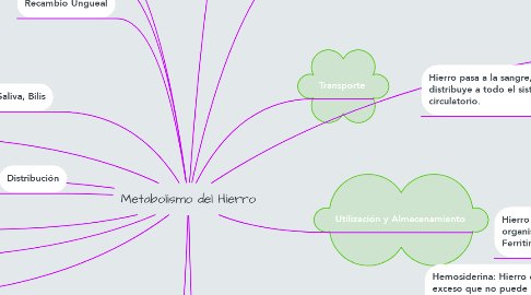 Mind Map: Metabolismo del Hierro