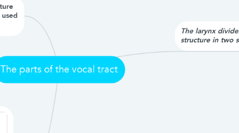 Mind Map: The parts of the vocal tract