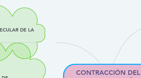 Mind Map: CONTRACCIÓN DEL MUSCULO ESQUELÉTICO