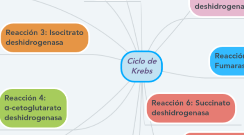 Mind Map: Ciclo de Krebs