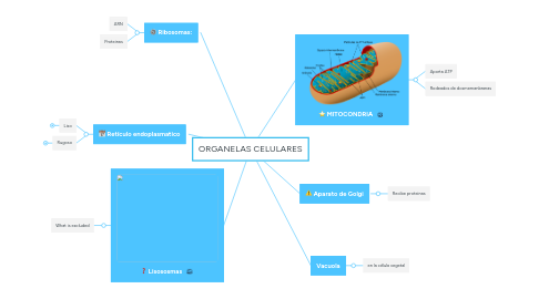 Mind Map: ORGANELAS CELULARES