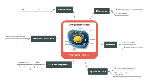 Mind Map: ORGANELAS