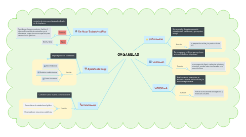 Mind Map: ORGANELAS