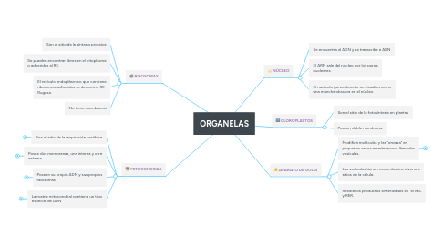 Mind Map: ORGANELAS