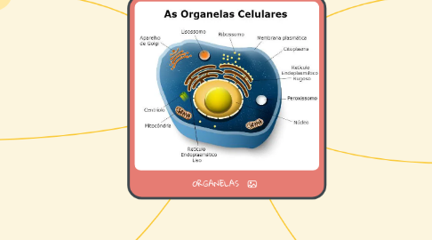 Mind Map: ORGANELAS
