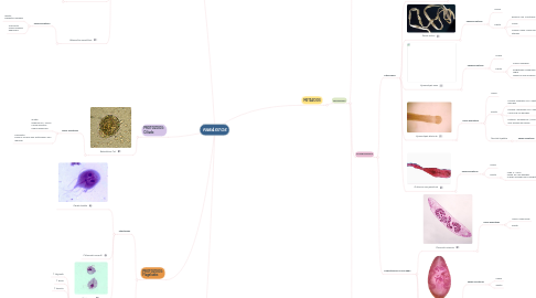 Mind Map: PARÁSITOS