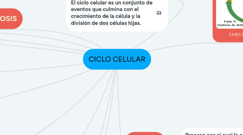 Mind Map: CICLO CELULAR