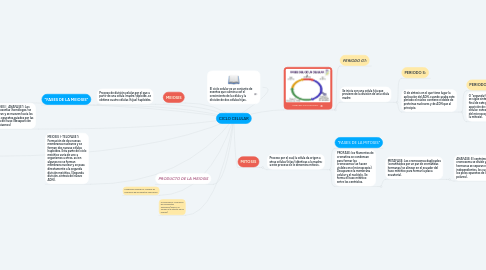 Mind Map: CICLO CELULAR