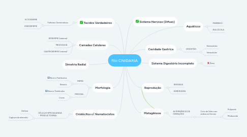 Mind Map: filo CNIDARIA