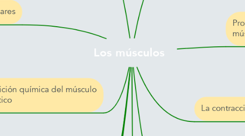 Mind Map: Los músculos
