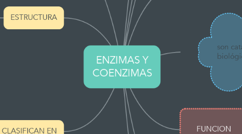 Mind Map: ENZIMAS Y COENZIMAS