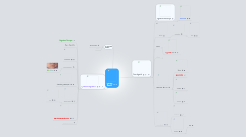 Mind Map: Système digestif