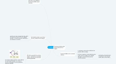 Mind Map: Il midollo spinale