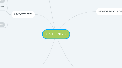 Mind Map: LOS HONGOS
