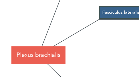 Mind Map: Plexus brachialis