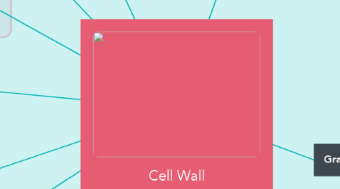 Mind Map: Cell Wall