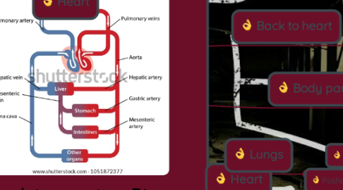 Mind Map: Circulatory system Diagram