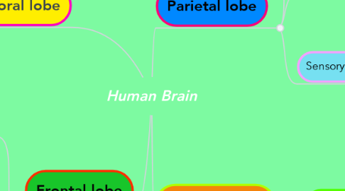 Mind Map: Human Brain